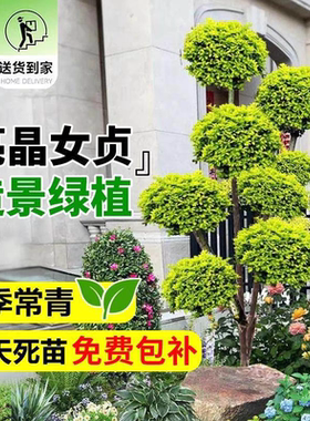 亮晶女贞多头造型花镜植物