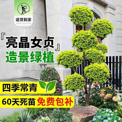 亮晶女贞多头造型花镜植物