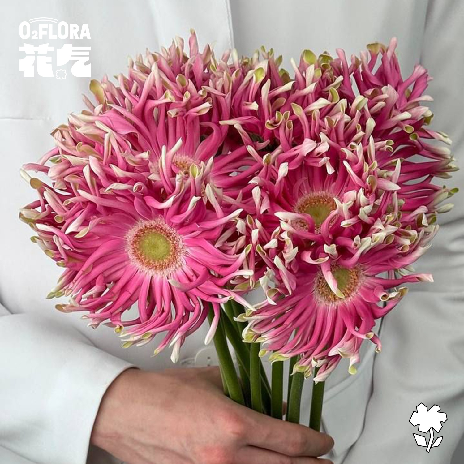 花气 |卷边弗朗迷你非洲菊香格里拉太阳花家居插花送朋友花束室内