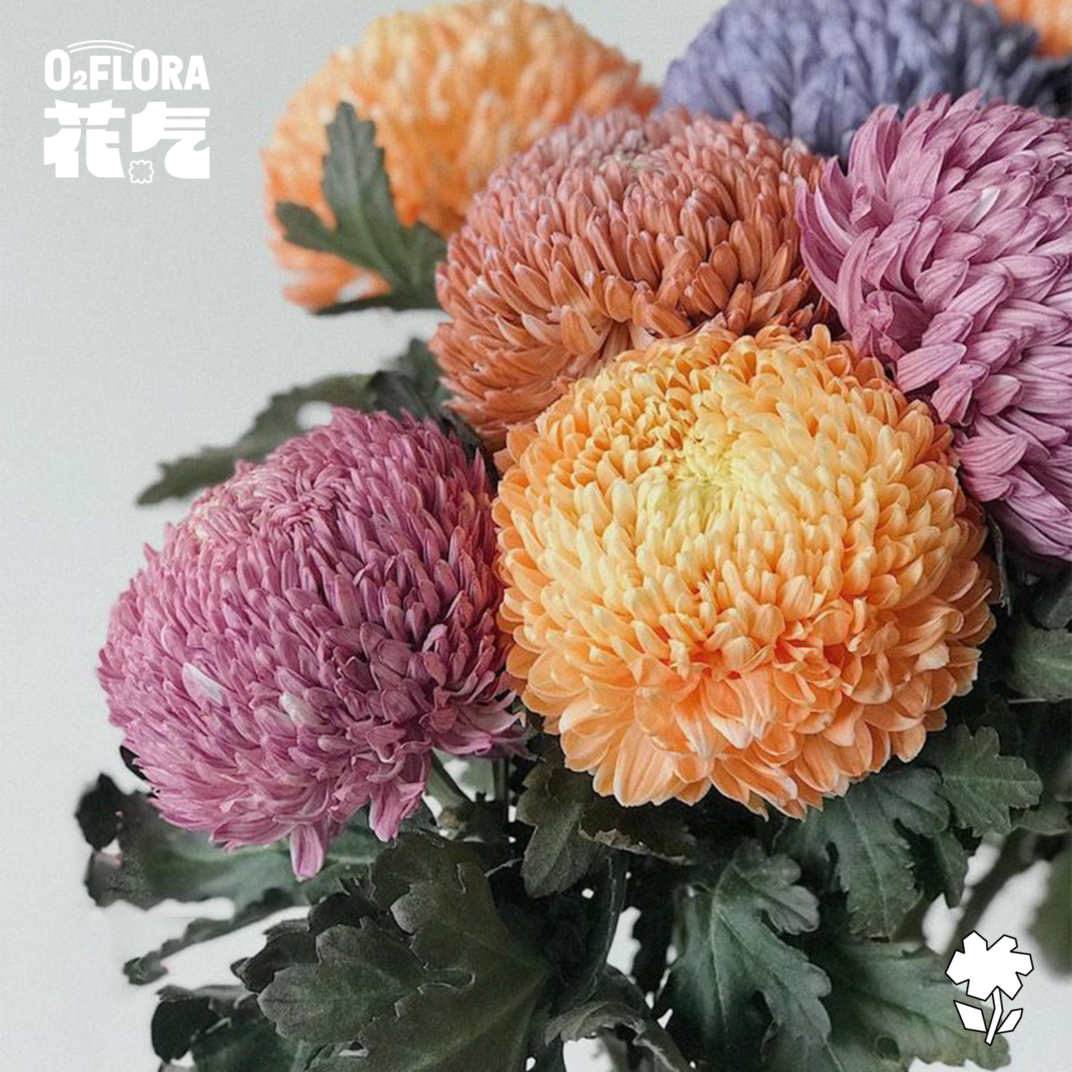 花气 |牡丹菊秋天赏菊大菊切花丰岛牡丹球年宵花过年送礼每周鲜花