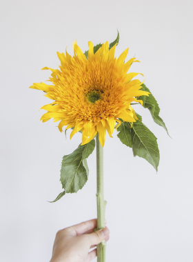 花气 | 泰迪油画向日葵鲜花云南鲜花造型家庭插花小清新送礼