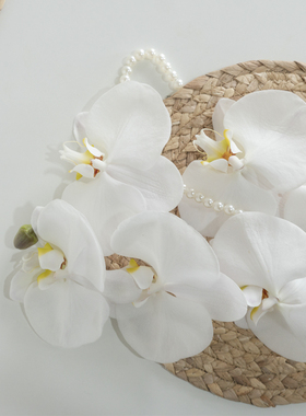 花气| 蝴蝶兰鲜切花白色系高级感ins风婚礼手捧花材家居瓶花装饰