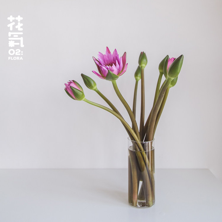 花气 | 水生紫睡莲云南昆明斗南鲜花速递家庭插花生日送礼