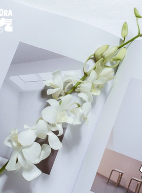 花气 | 白色洋兰鲜花云南室内水培植物花卉新鲜插花千代兰鲜切花