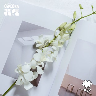 花气 | 白色洋兰鲜花云南室内水培植物花卉新鲜插花千代兰鲜切花