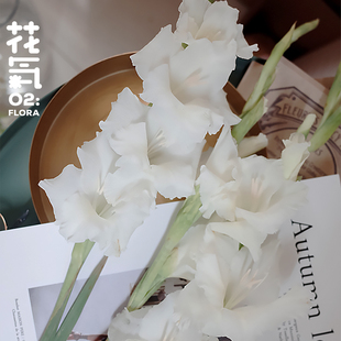 花气|  剑兰花材文艺高端稀有家居插花520鲜花顺丰冷链包邮