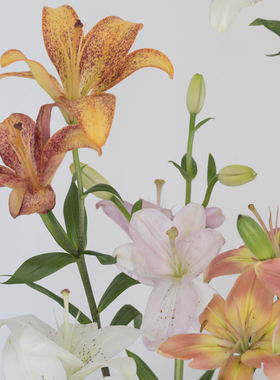 花气 | 亚洲百合鲜花盲盒多色多种稀有少见品种混装百合家居瓶花