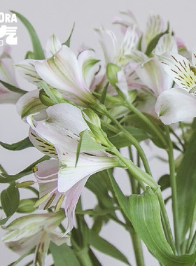 花气｜六出花水仙百合白色粉色多色云南鲜花同城送礼速递全国