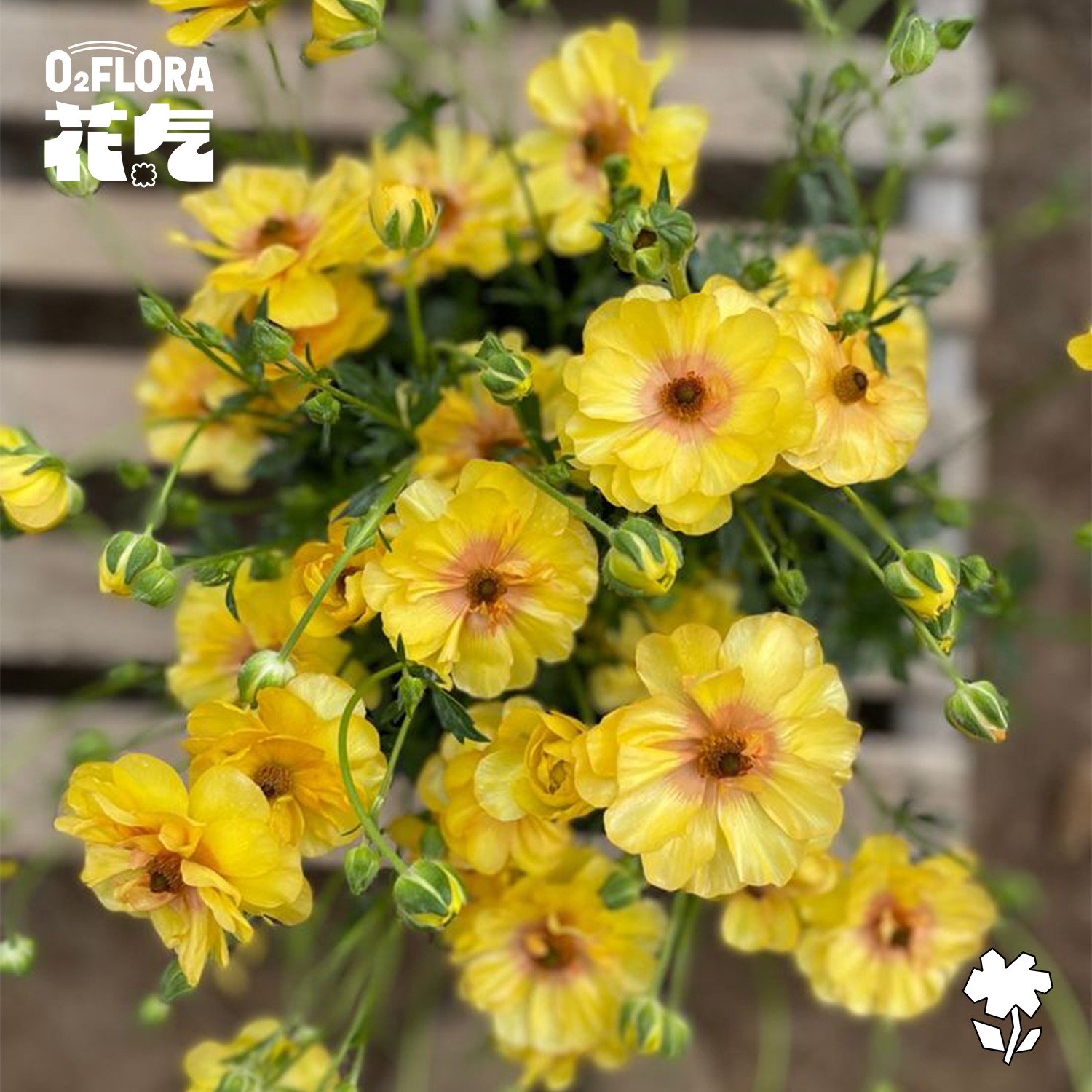 花气 | 蝴蝶洋牡丹时令家居鲜花小众灵动感配花桌面花束顺丰配送