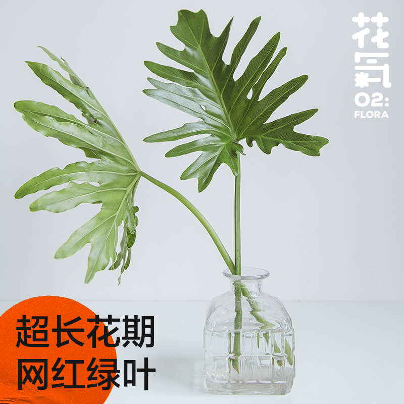 云南网红龟背竹同城速递鲜花