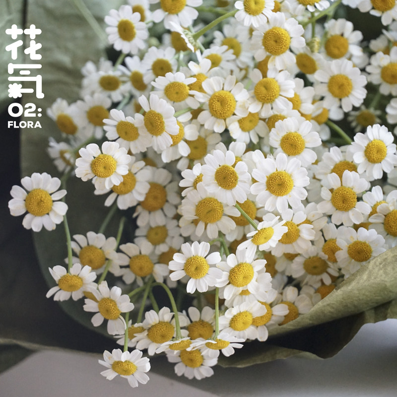 花气|洋甘菊昆明鲜花花期超长文艺清新家庭插花搭配送礼