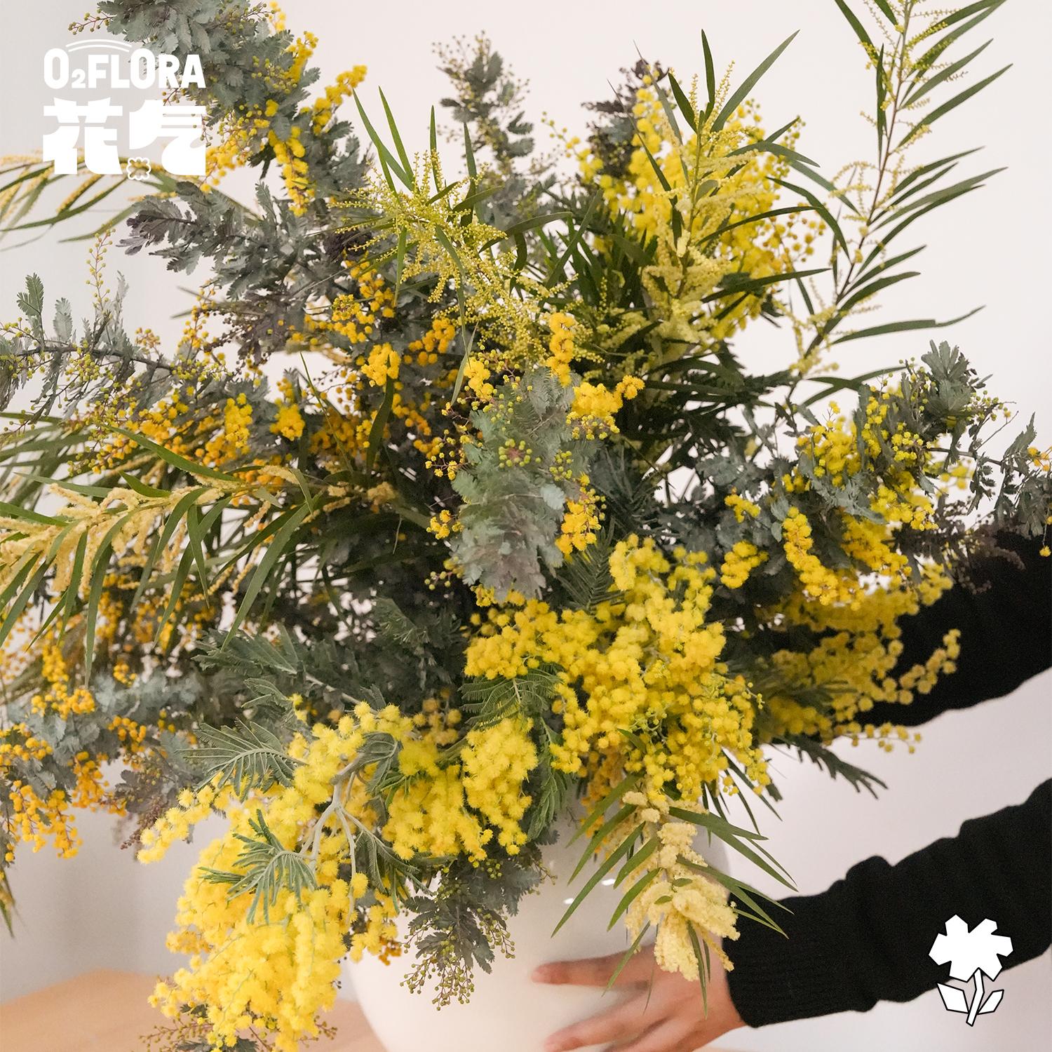 花气 | 金合欢切枝明亮暖色系时令花材室内植物橱窗装饰圣诞节