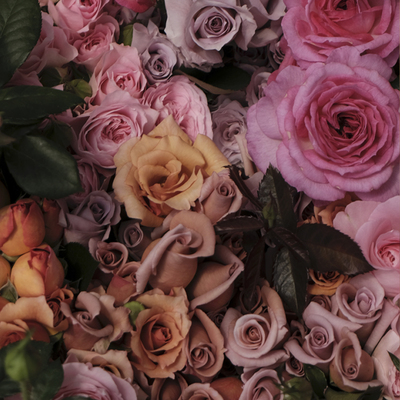 花气玫瑰欧月搭配鲜花