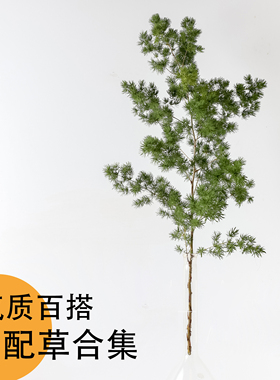 花气 | 气质百搭配草银叶菊朱蕉蓬莱松高山积雪排草绿石竹花春兰