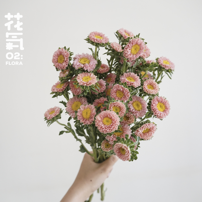 花气｜翠菊温柔鲑鱼粉菊花昆明鲜花小雏菊春天送礼家庭插花