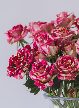 花气 |红色热烈丝绒质感多头玫瑰街拍花束520送女朋友鲜花空运