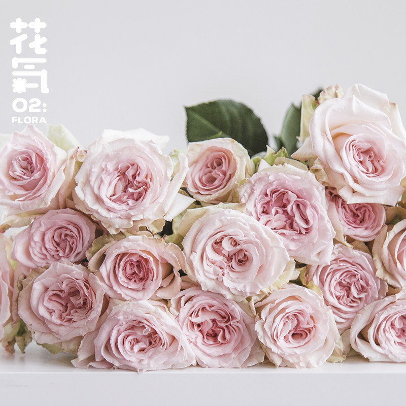 花气|稀有品种玫瑰鲜花家居花卉插花办公室瓶花空运