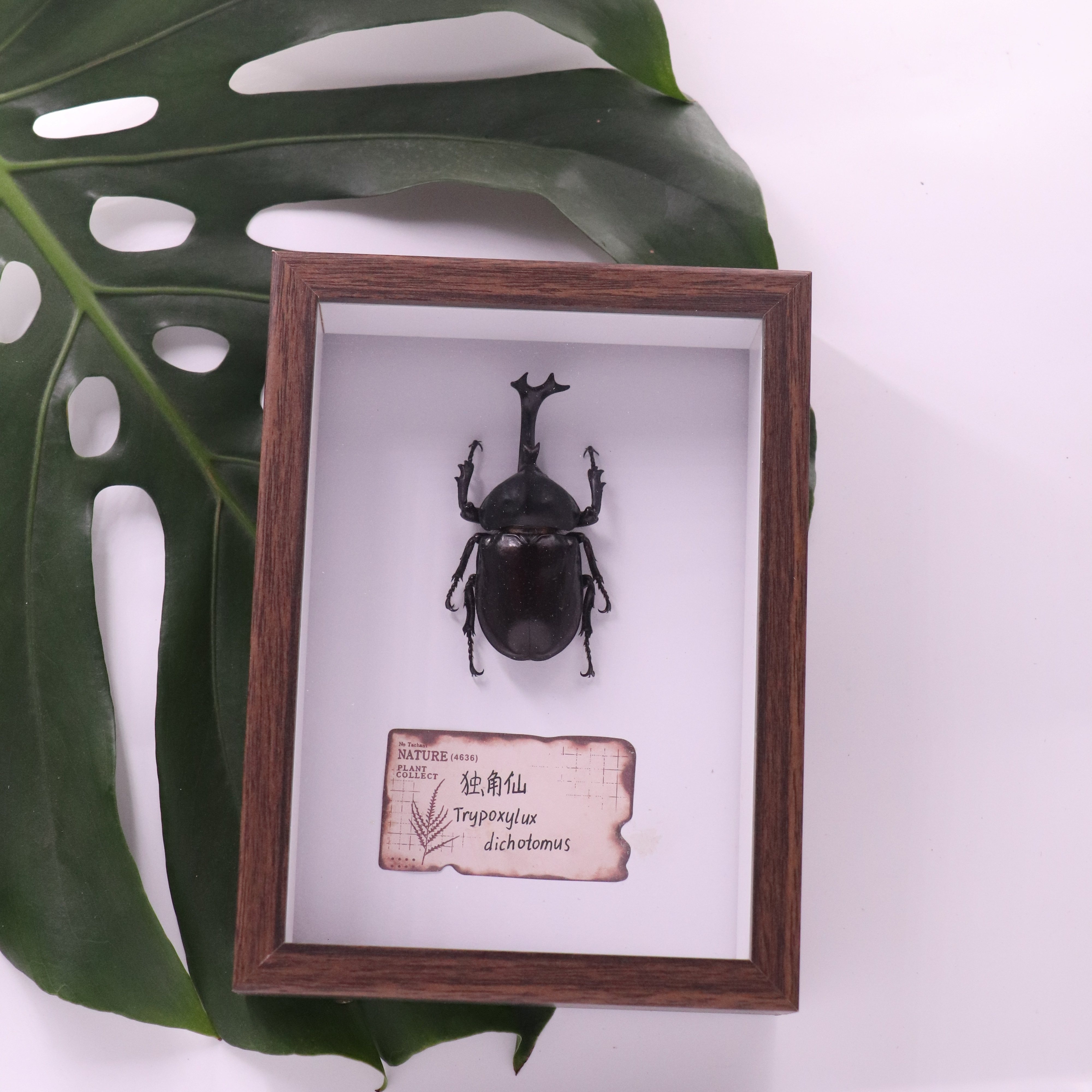 独角仙标本昆虫甲虫金龟天牛装饰画生日礼物家居摆件礼品挂墙创意