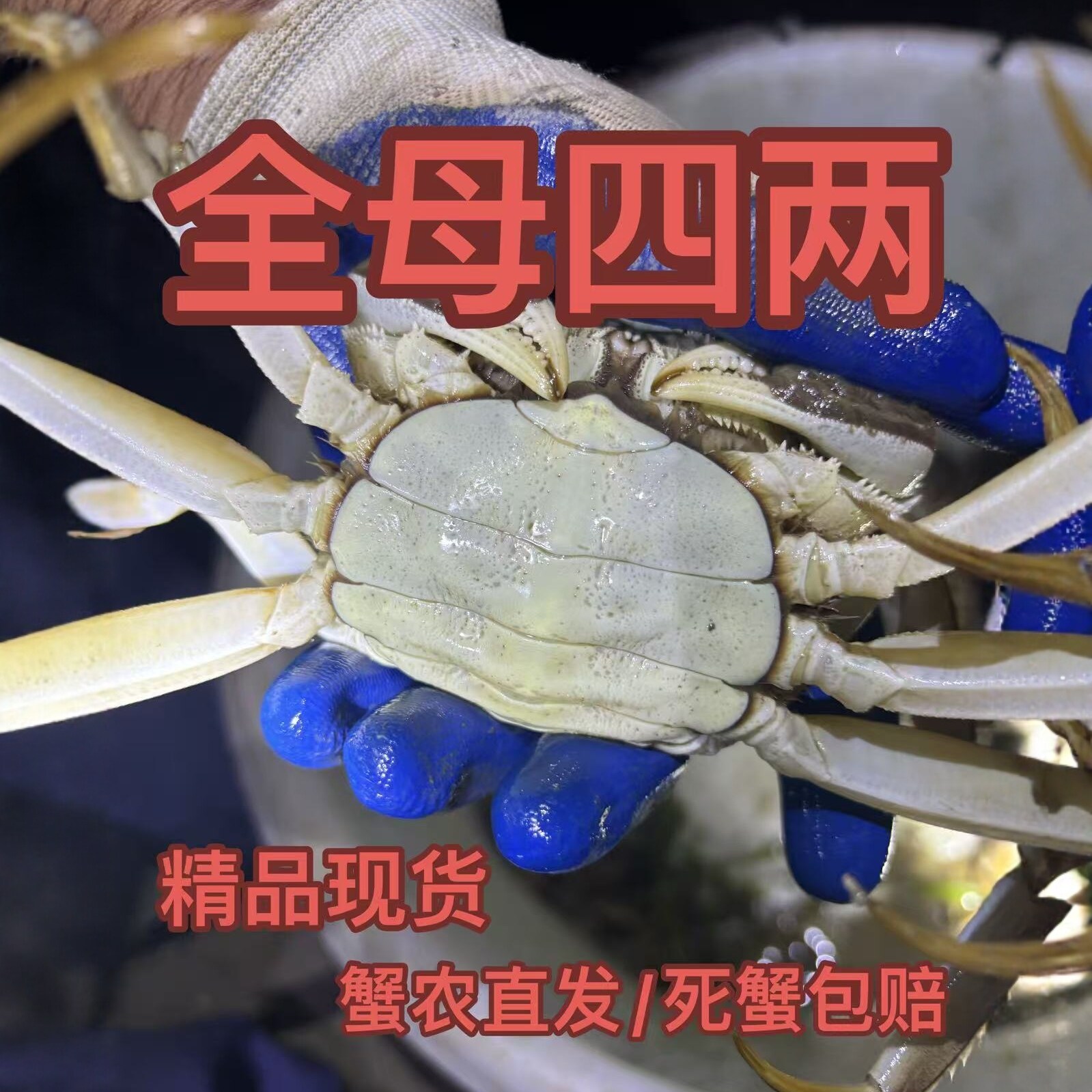 高淳固城湖大闸蟹全母4两蟹净重3.7-4.1两8 10只活蟹现货红膏螃蟹