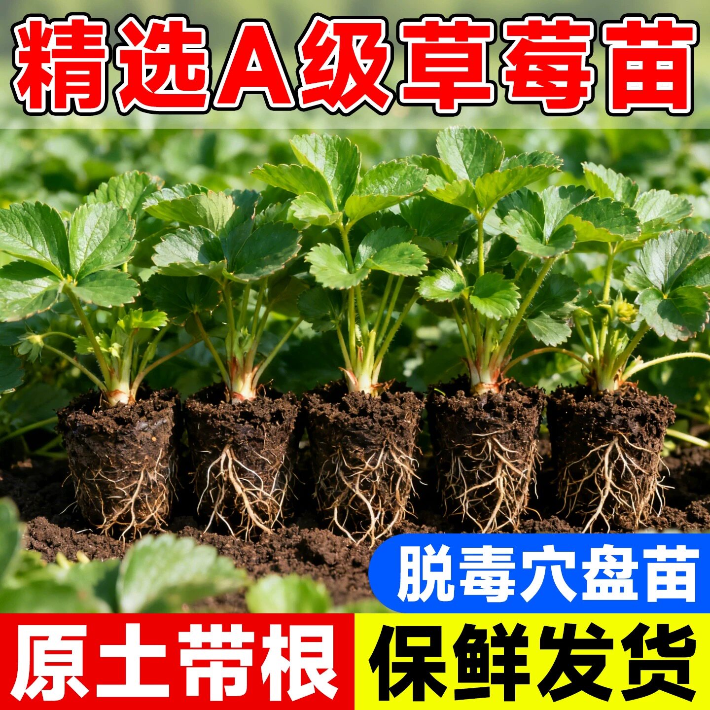草莓苗四季阳台盆栽红颜红色草莓苗带土种植基质穴盘苗基地种苗