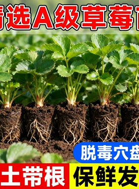 带土种植基质穴盘苗基地种苗