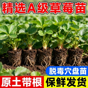 草莓苗四季阳台盆栽红颜红色草莓苗带土种植基质穴盘苗基地种苗