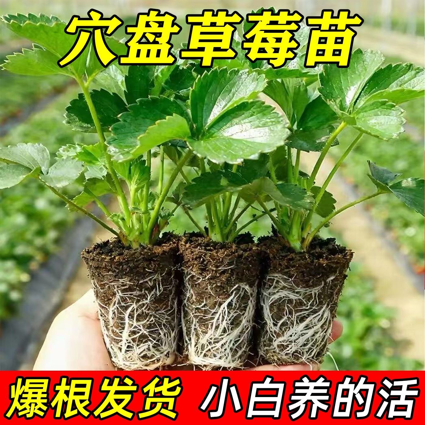 奶油原土穴草莓盘苗秧苗四季阳台庭院南北方种植盆栽果树当年新苗