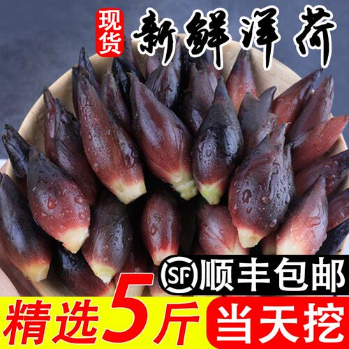 贵州阳荷新鲜洋荷姜现挖当季蔬菜野生洋火姜阳霍姜野阳胡整箱包邮