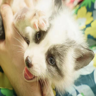 宠物狐萌宠家养蓝眼白狐雪狐幼崽活小狐狸冰岛狐宿舍动物活体