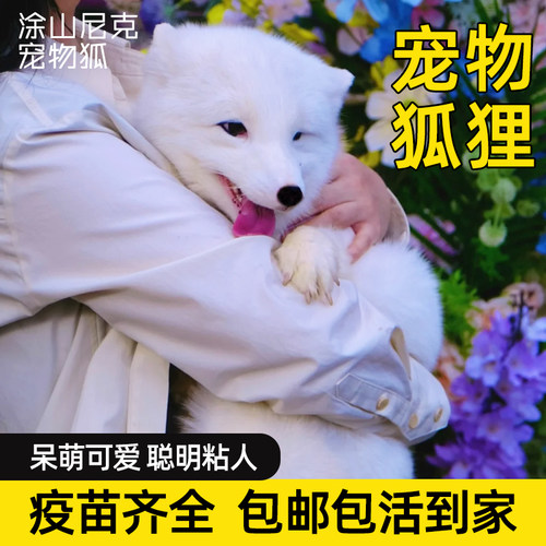 网红宠物小狐狸幼崽活体养殖