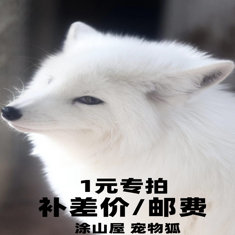 涂山屋寵物狐活體專用補拍鏈接