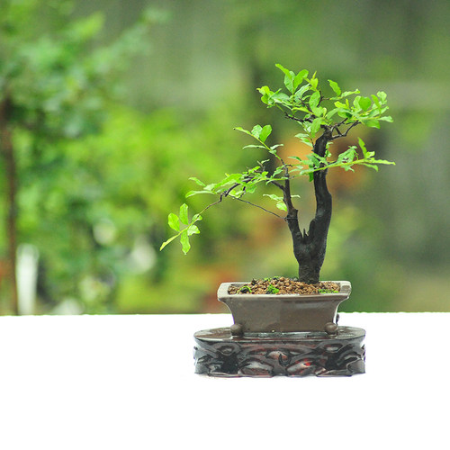 四川金弹子  血红果小叶四季翠绿 茶台小品 成都发货YF133-176