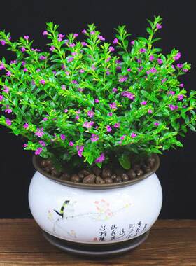 满天星盆栽四季开花室内阳台客厅带盆栽发货好养易活观花常绿植物