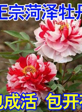 精品牡丹花苗菏泽 当年开花牡丹花 花卉绿植盆栽/花中之王包对版