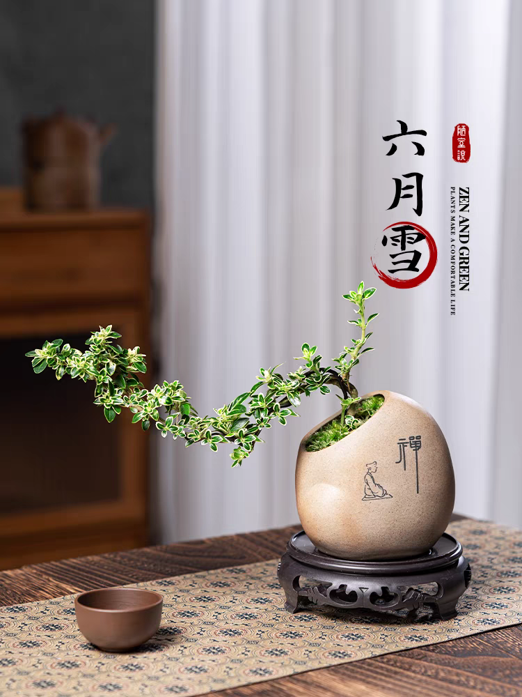 六月雪悬崖盆栽造型开花盆景桌面办公室内花卉绿植新中式摆件