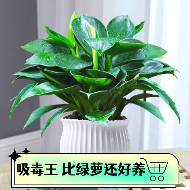 金钻盆栽植物绿公主水培绿植多肉办公室内净化空气好养常年青花卉