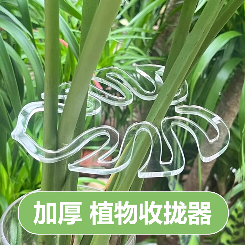 龟背竹支撑杆防倒伏支架水培植物固定器春雨富贵竹花茎枝干收拢器