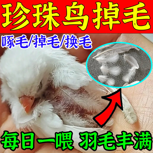 珍珠鸟文鸟秃头咬毛掉毛换毛期繁殖用鱼肝油亮羽瘦弱增强体质长毛