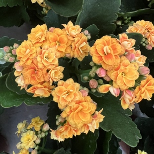 满10元包邮 纸醉金迷长寿花扦插顶芽无根枝条重瓣室内盆栽花四季