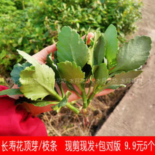 9.9元5个品种包邮 长寿花扦插顶芽无根枝条重瓣室内盆栽花四季开