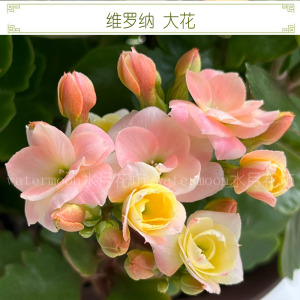 满9.9元包邮 维罗纳顶芽无根枝条长寿花重瓣大花室内四季开花盆栽