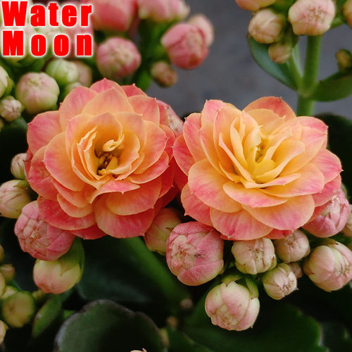 包邮长寿花盆栽四季长寿花