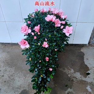 红粉佳人樱桃红高山流水造型杜鹃花盆景凤尾心型盆栽耐寒耐热四季