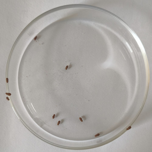 烟草专用甲虫实验防治