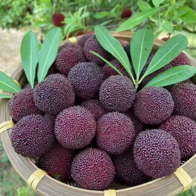 正宗仙居杨梅荸荠黑炭杨梅新鲜当季现摘水果端午送礼一箱两篮6斤