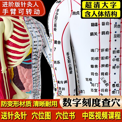 高品质十二经络扎针小皮人体模型