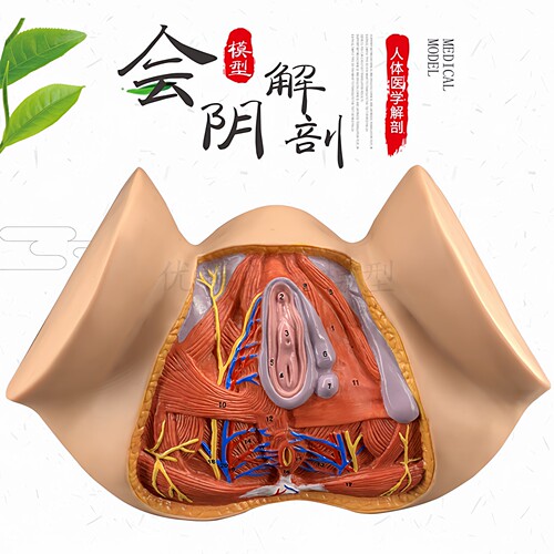 政河女性会阴解剖教学模型