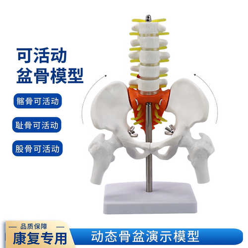 小型人体骨盆带五节腰椎带盆骨模型骨科脊柱脊椎模型 腰椎模型 - 封面