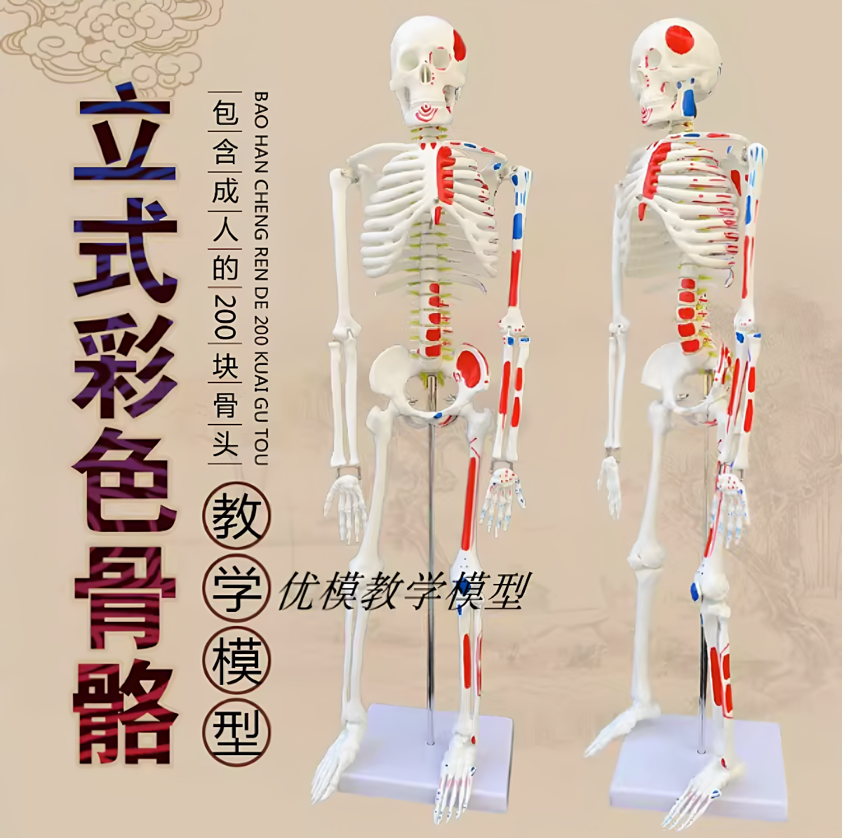 85CM人体骨骼模型神经肌肉起止骨架小针刀骨骼解剖模型脊柱模型
