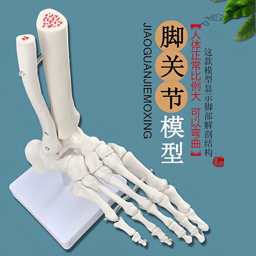 医用足踝脚关节骨功能展示康复